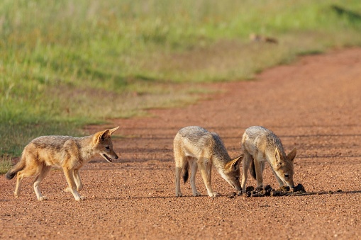 Group Of Jackals In South Africa Standing Sidebyside In A Grassy Area ... Biology Diagrams