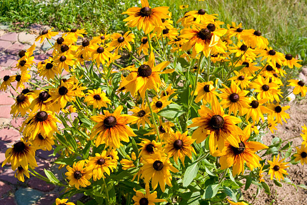 istock Blooming yellow flowers rudbeckia . 179073375