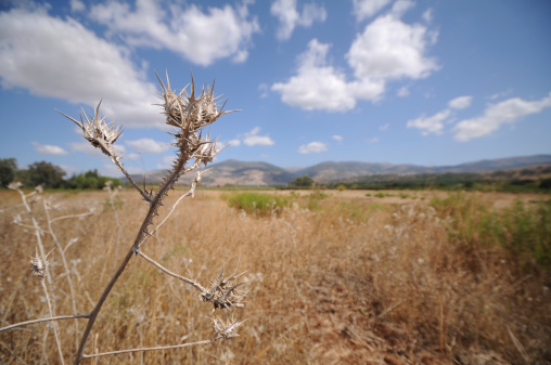 Uncultivated field at nothern Israel