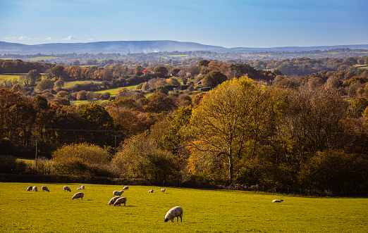 Typical English rural scene with rolling countryside and grazing sheep with Autumn colours