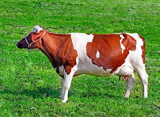 istock cow in the meadow 179074044
