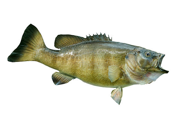 istock Smallmouth bass isolated on white 179074307