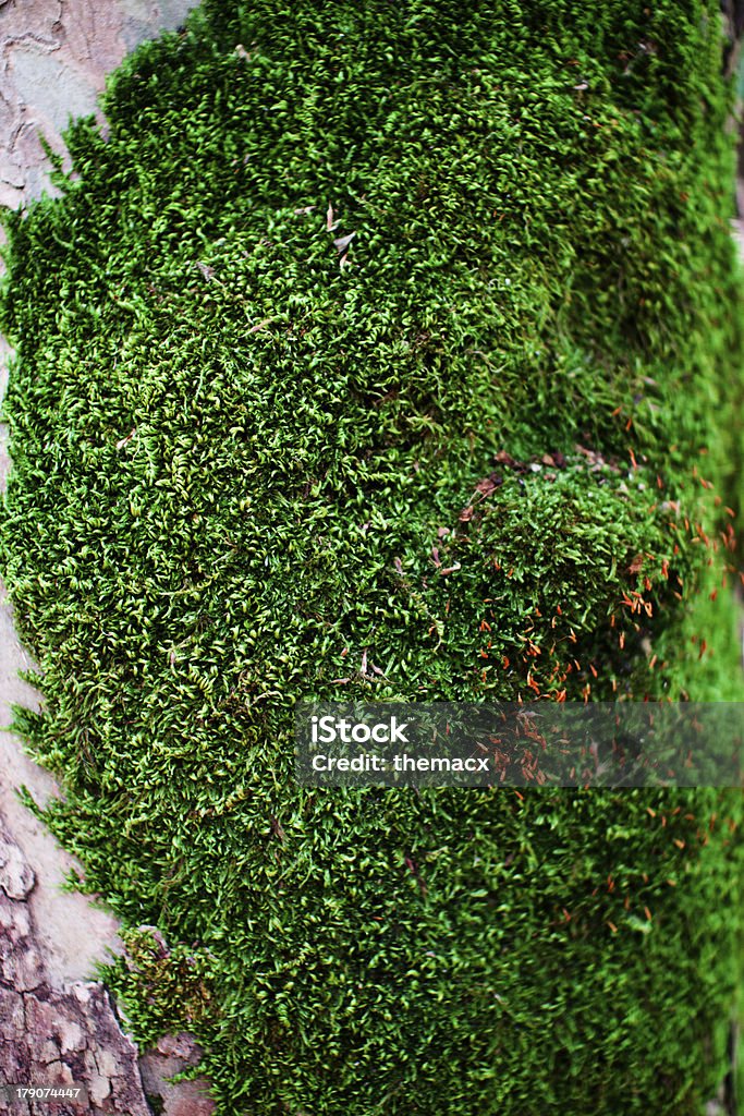 Árbol verde musgo en frescos - Foto de stock de Aire libre libre de derechos