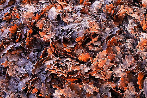 Colorful fallen oak leaves in a frosty morning stock photo