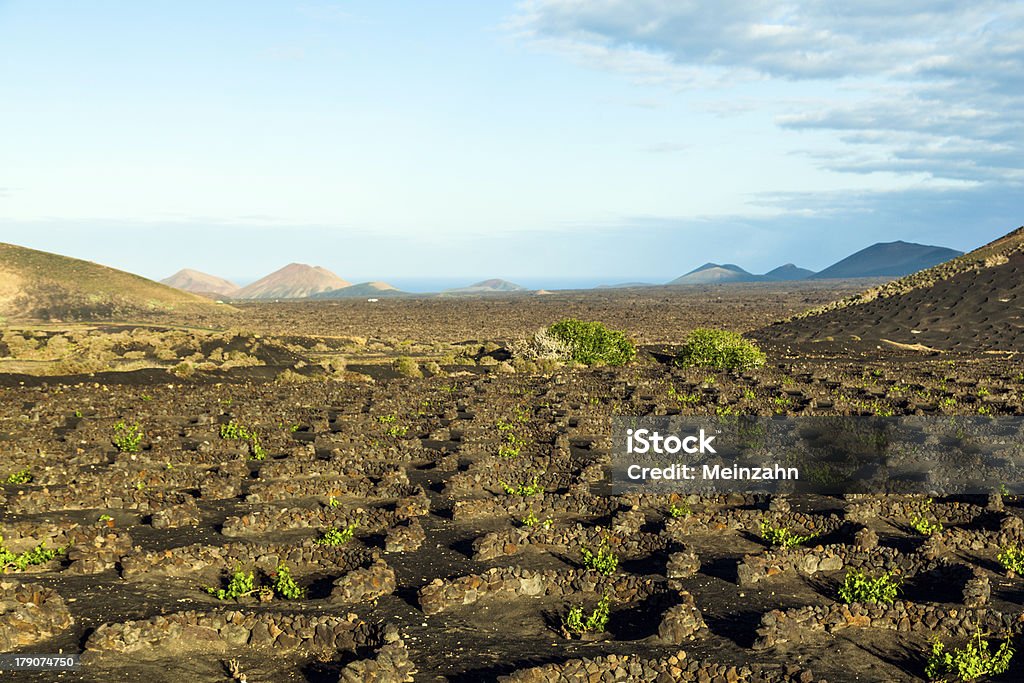 Lindas plantas de uvas crescem no solo vulcânico no La Geria - Foto de stock de Agricultura royalty-free