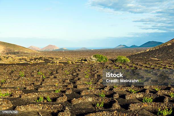 Foto de Lindas Plantas De Uvas Crescem No Solo Vulcânico No La Geria e mais fotos de stock de Agricultura