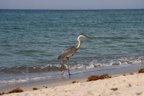 istock Majestic Great Blue Heron strolling on the sandy beach of Perdido Key, Florida 1790749049