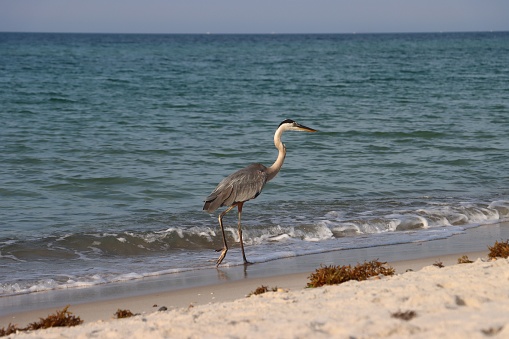 A majestic Great Blue Heron strolling on the sandy beach of Perdido Key, Florida