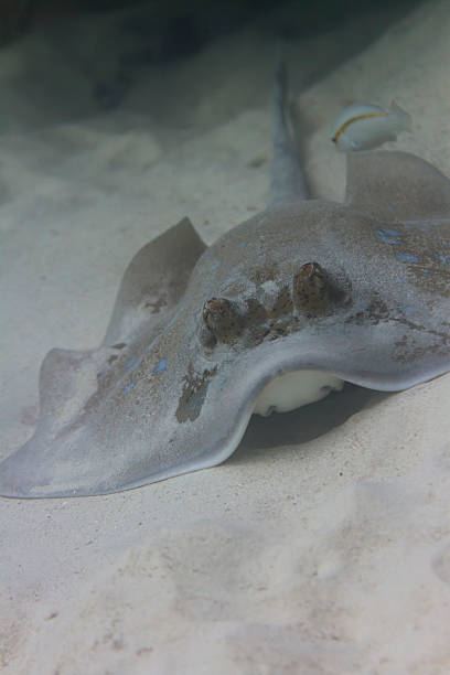istock Bluespotted stingray at Surin island 179075059