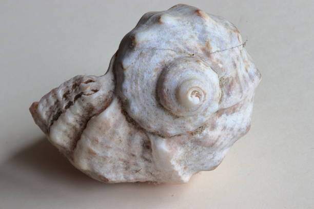istock Rapana venosa (veined rapa whelk or Asian rapa whelk) shell close-up 1790750630
