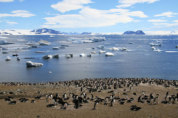 Adelie pinguins - foto de acervo