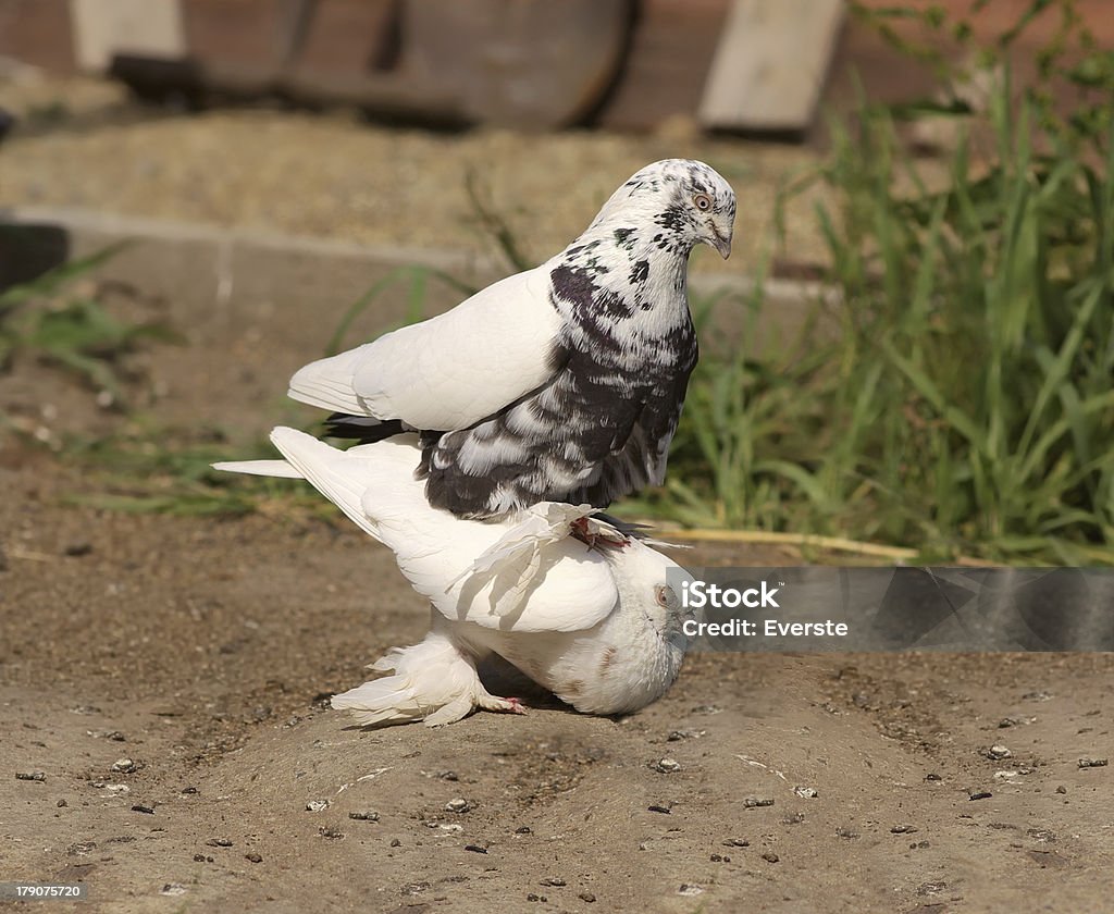 Pigeon copulation Dekorative white Doves - Lizenzfrei Anhängerkupplung Stock-Foto