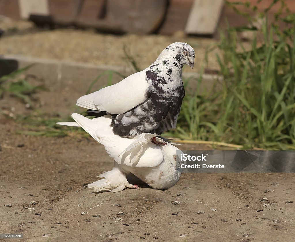 鳩 copulation 装飾ホワイトダヴズ - カップルのロイヤリティフリーストックフォト