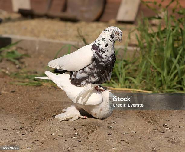 Foto de Pombo Branco Pombos Copulation Decorativa e mais fotos de stock de Acasalamento de animais - Acasalamento de animais, Amor, Animal