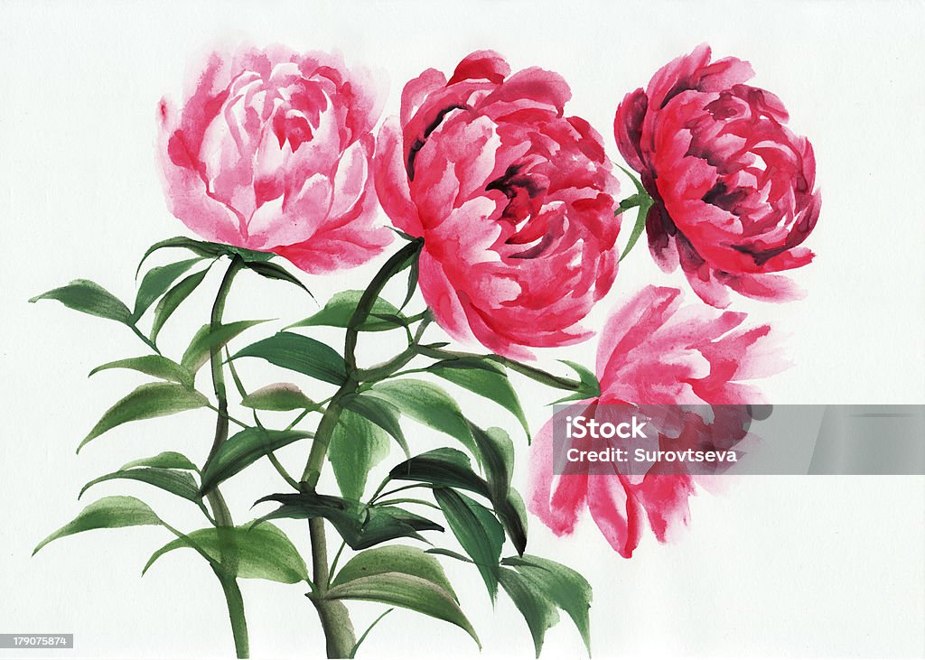 Четыре розовый пионы - Стоковые иллюстрации Ink and Brush роялти-фри