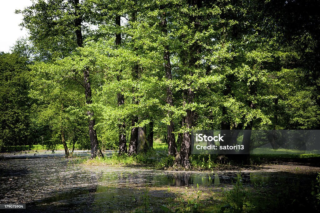 Mokradło - Zbiór zdjęć royalty-free (Bagno)