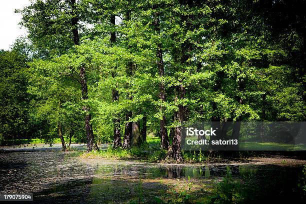 Mokradło - zdjęcia stockowe i więcej obrazów Bagno - Bagno, Bez ludzi, Ekosystem