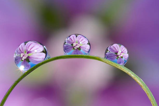 reflection of yellow flower on a stalk of grass and dew