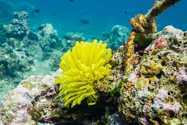 istock Feather star at Surin island 179076138