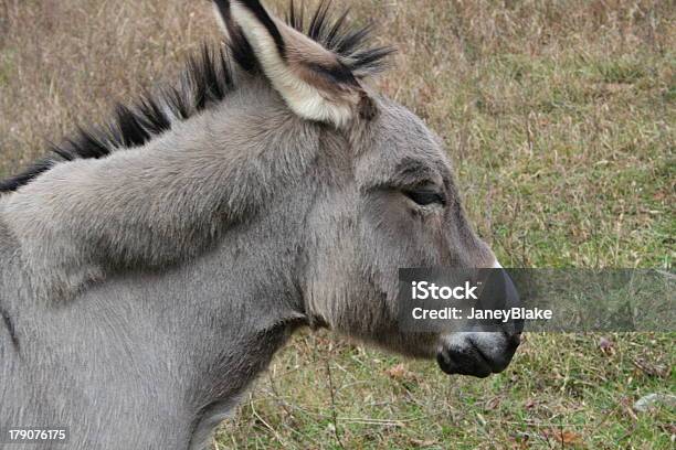 Mula - Fotografias de stock e mais imagens de Animal - Animal, Animal Doméstico, Ao Ar Livre