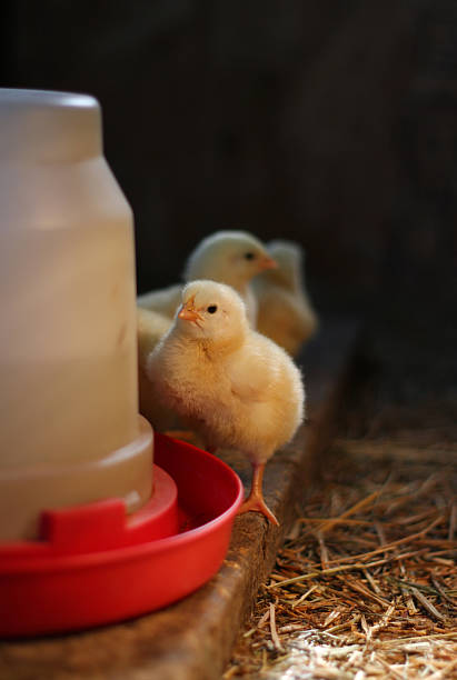 Baby Chick stock photo