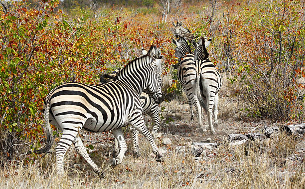 Zebras クルーガー国立公園の ストックフォト