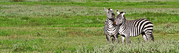 Zebras Ngorongoro クレーターの ストックフォト