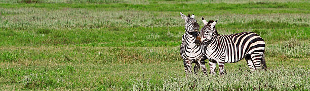 Zebras w Ngorongoro Krater – zdjęcie