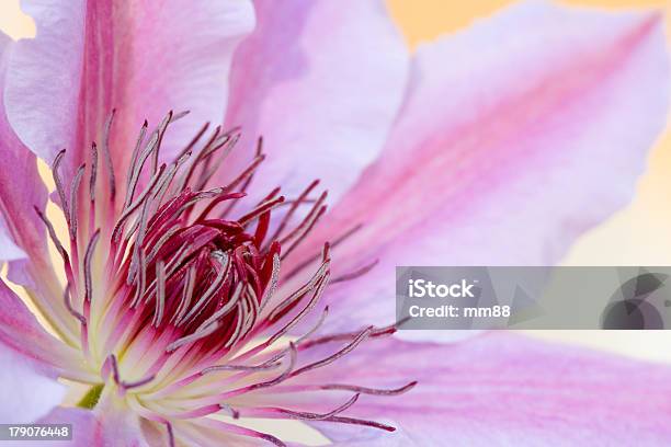 Clematis Flower Stock Photo - Download Image Now - Blossom, Clematis, Creeper Plant