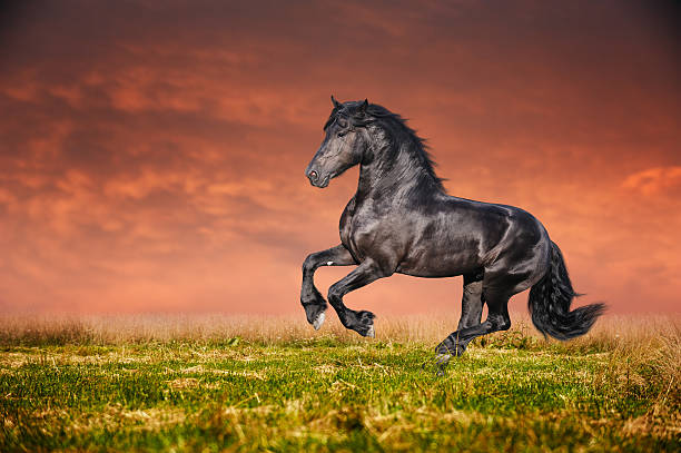 istock Black Friesian horse gallop 179076773