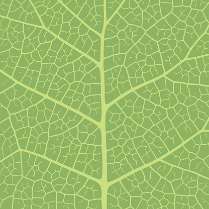 Leaf vein texture abstract background with close up plant leaf cells ornament texture pattern. Green organic macro linear pattern of nature leaf foliage vector illustration.