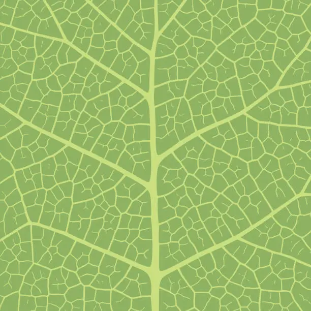 Vector illustration of Leaf vein texture abstract background with close up plant leaf cells ornament texture pattern.