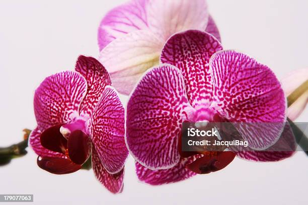 Розовые Орхидеи На Белом Фоне — стоковые фотографии и другие картинки Без людей - Без людей, Белый, Белый фон