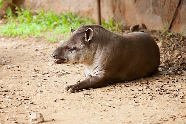 tapir - tapir endangered species turf bizarre zdjęcia i obrazy z banku zdjęć