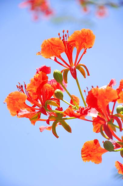 closeup of Flame tree Poinciana flower blossom closeup of Flame tree Poinciana flower blossom in Thailand pride of barbados flower stock pictures, royalty-free photos & images