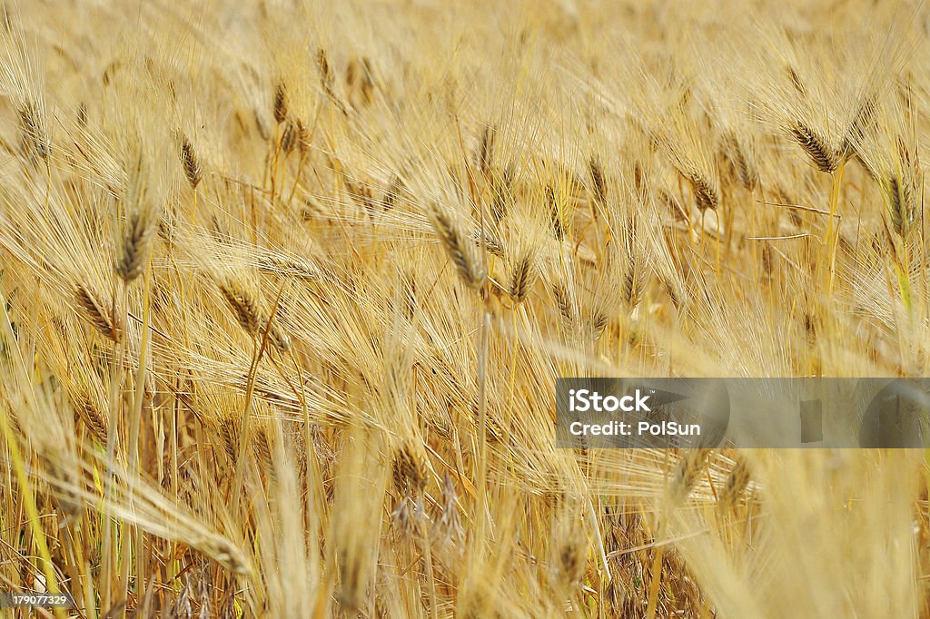 пшеница - Стоковые фото Без людей роялти-фри