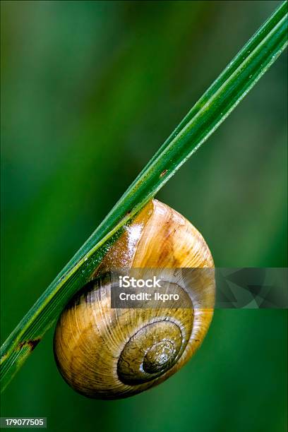 Phyla Minori Stock Photo - Download Image Now - Animals In The Wild, Black Color, Branch - Plant Part