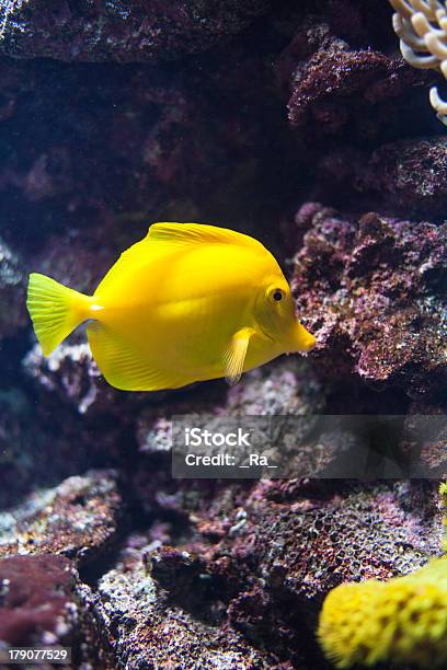 Acuario Peces Foto de stock y más banco de imágenes de Acuario - Recinto para animales en cautiverio - Acuario - Recinto para animales en cautiverio, Agua, Animal