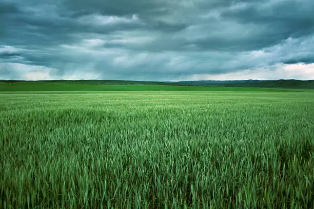 A bearded wheatfield on the south side of Walla Walla Washington on a dramatic day.