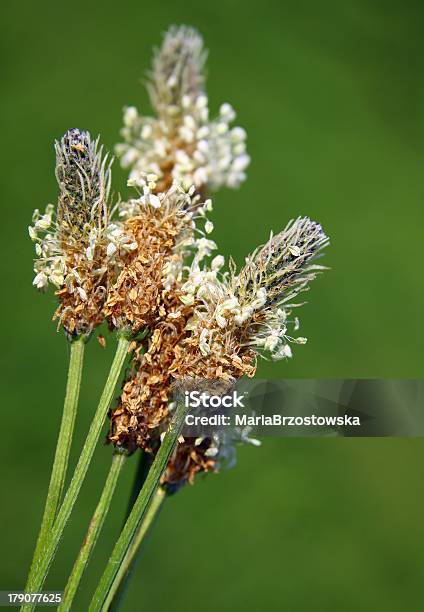 Plantago Lanceolate Plant Blooming Stock Photo - Download Image Now - Close-up, Color Image, Flower
