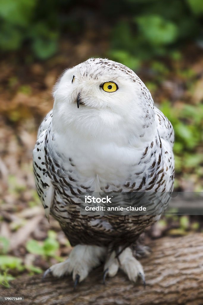 Snowy Owl (Bubo scandiacus) looking at the viewer "The Snowy Owl (Bubo scandiacus) is a large owl of the owl family Strigidae. The Snowy Owl was first classified in 1758 by Carolus Linnaeus, the Swedish naturalist. The bird is also known in North America as the Arctic Owl, Great White Owl or Harfang. The Snowy Owl is the official bird of Quebec.Owl," Snowy Owl Stock Photo