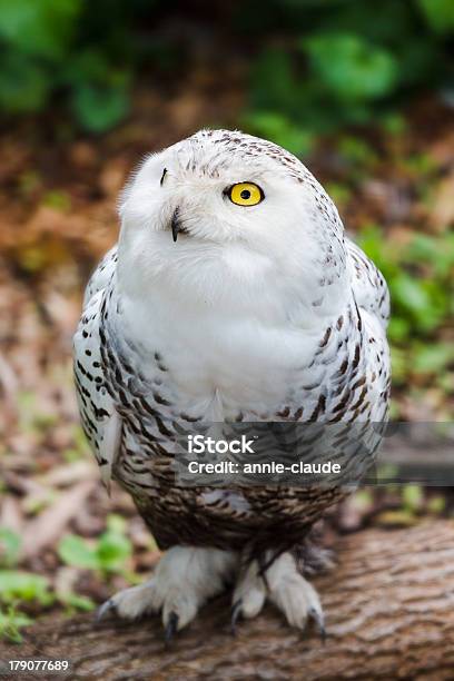 Snowy Owl Looking At The Viewer Stock Photo - Download Image Now - Snowy Owl, Animal, Animal Body Part