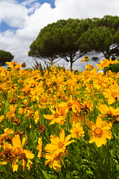 bonito flores amarelas - pine tree imagens e fotografias de stock