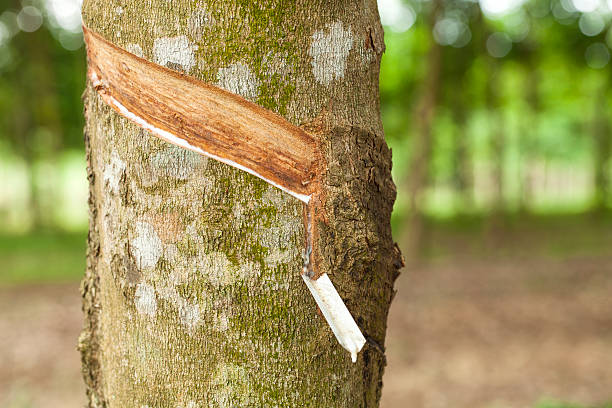 istock Rubber plant economy 179077741