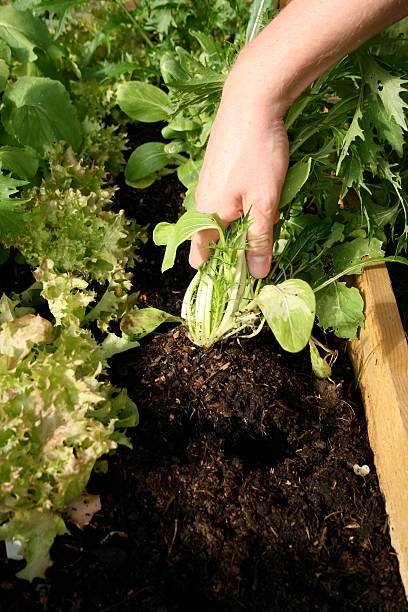Harvesting organic lettuce from the veg plot stock photo