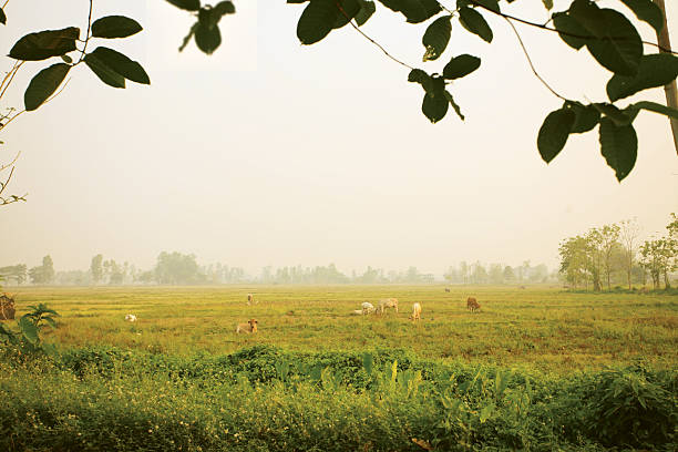 Brun et blanc de vaches dans un champ vert - Photo