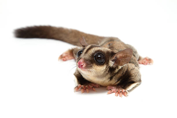 istock close up of a sugarglider lying on the floor 179078108