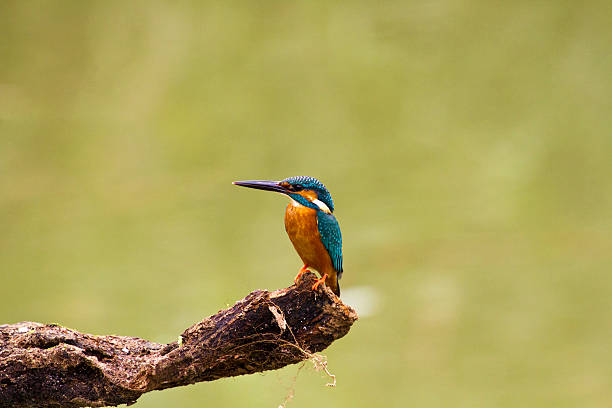 istock male common kingfisher,Alcedo atthis 179078127
