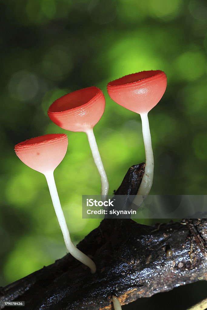 Wineglass mushrooms Champagne mushroom in rain forest Environment Stock Photo