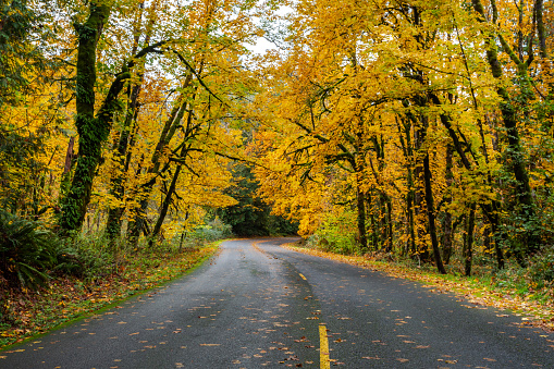 Autumn forest road, golden trees surround the way. Location is Oregon, USA